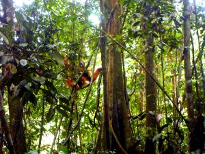 Menemukan Orangutan di Tengah Hutan